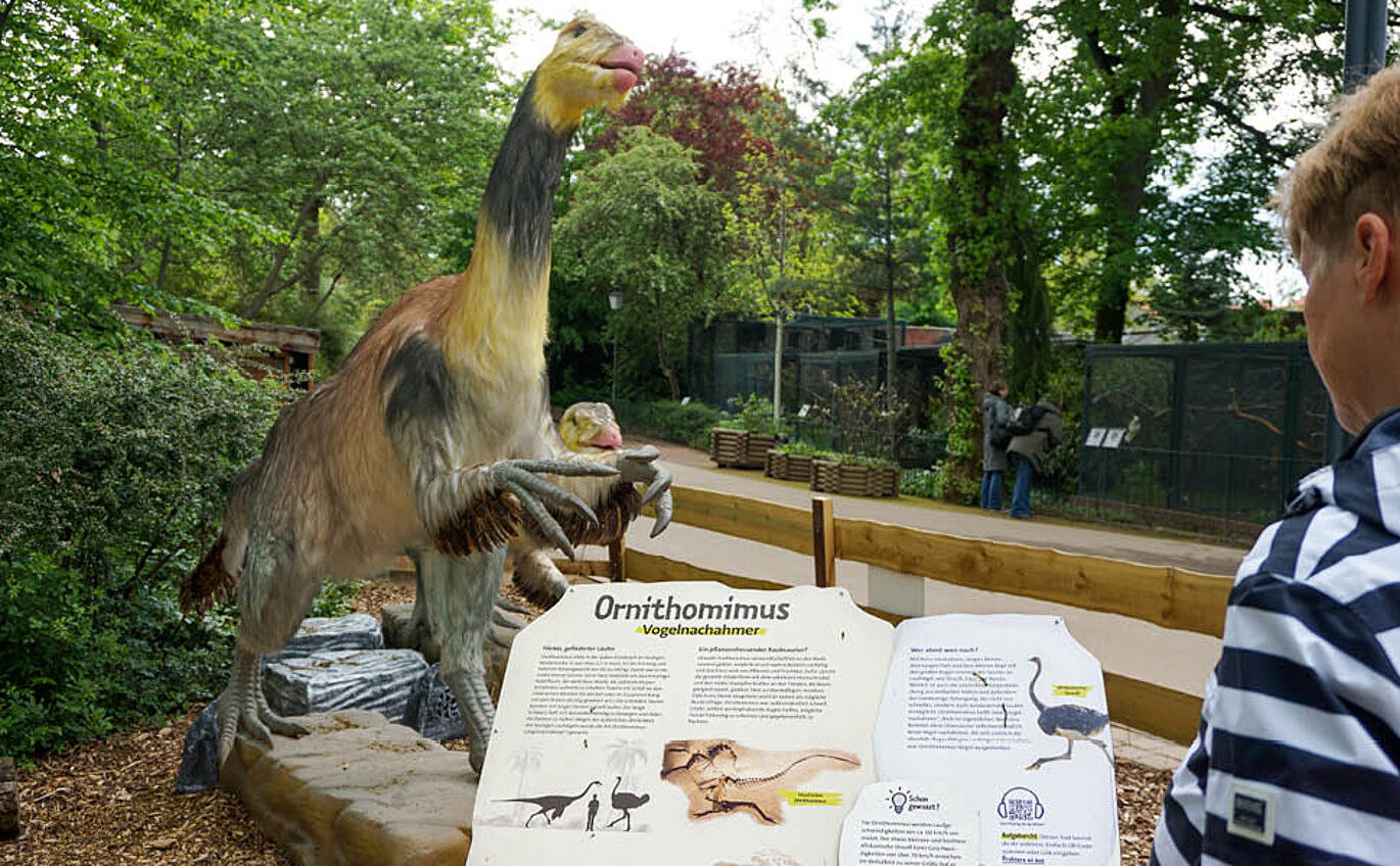 Life-size ornithomimus and information board