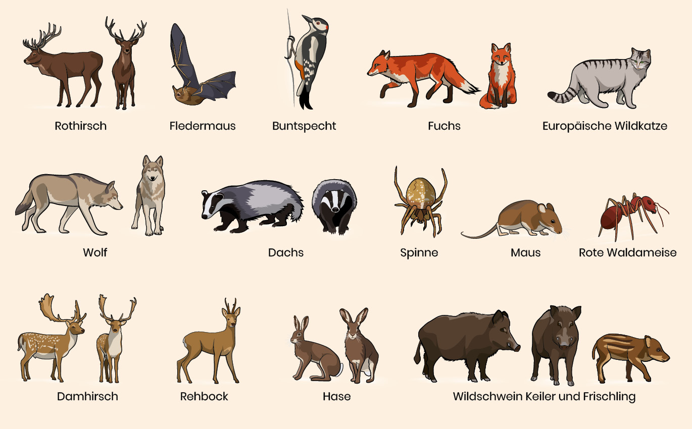Illustrationen der Tiere im Überblick